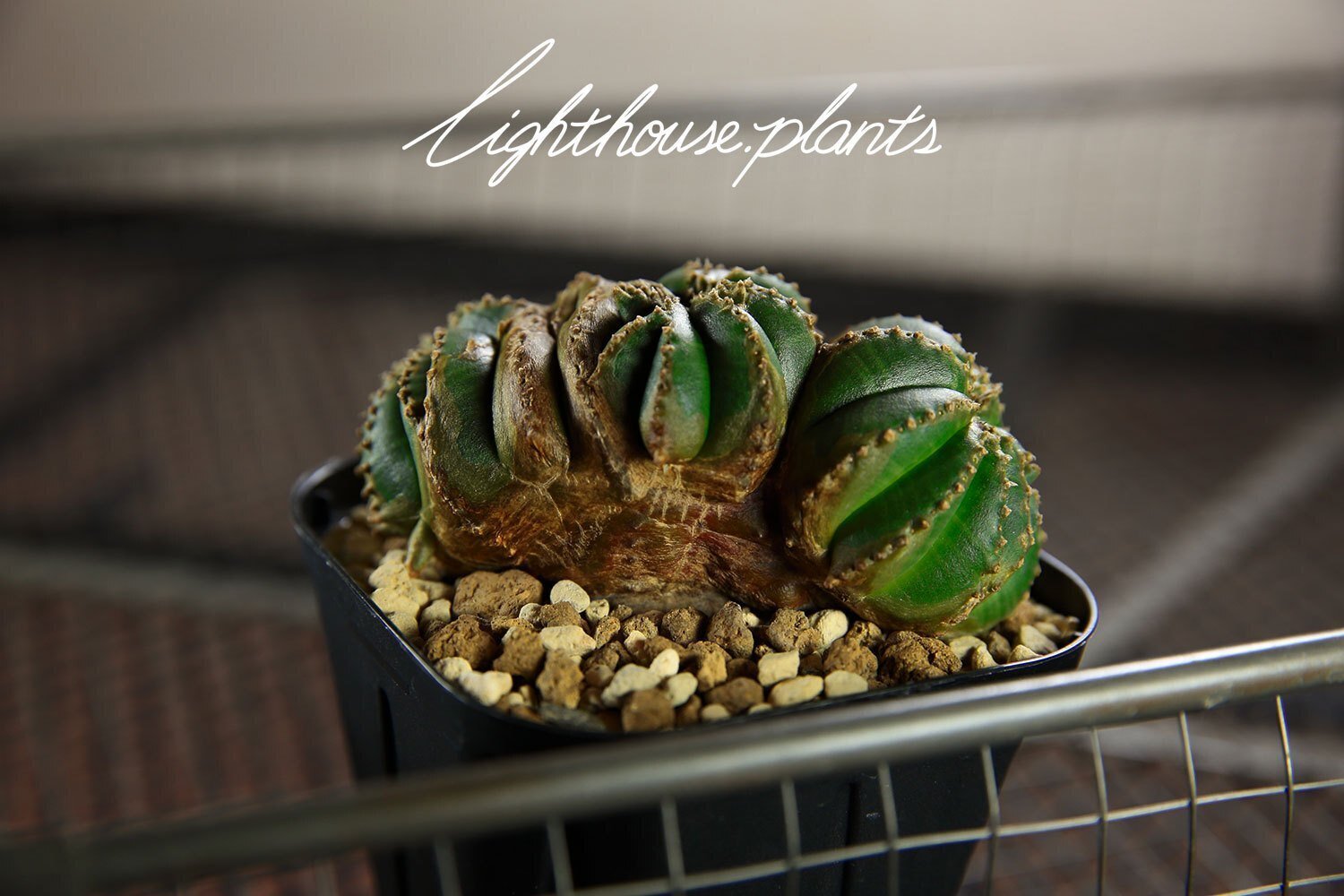 DNA、交雑がもたらす効能。扇綴化ならぬ「扇石化」ってどんな