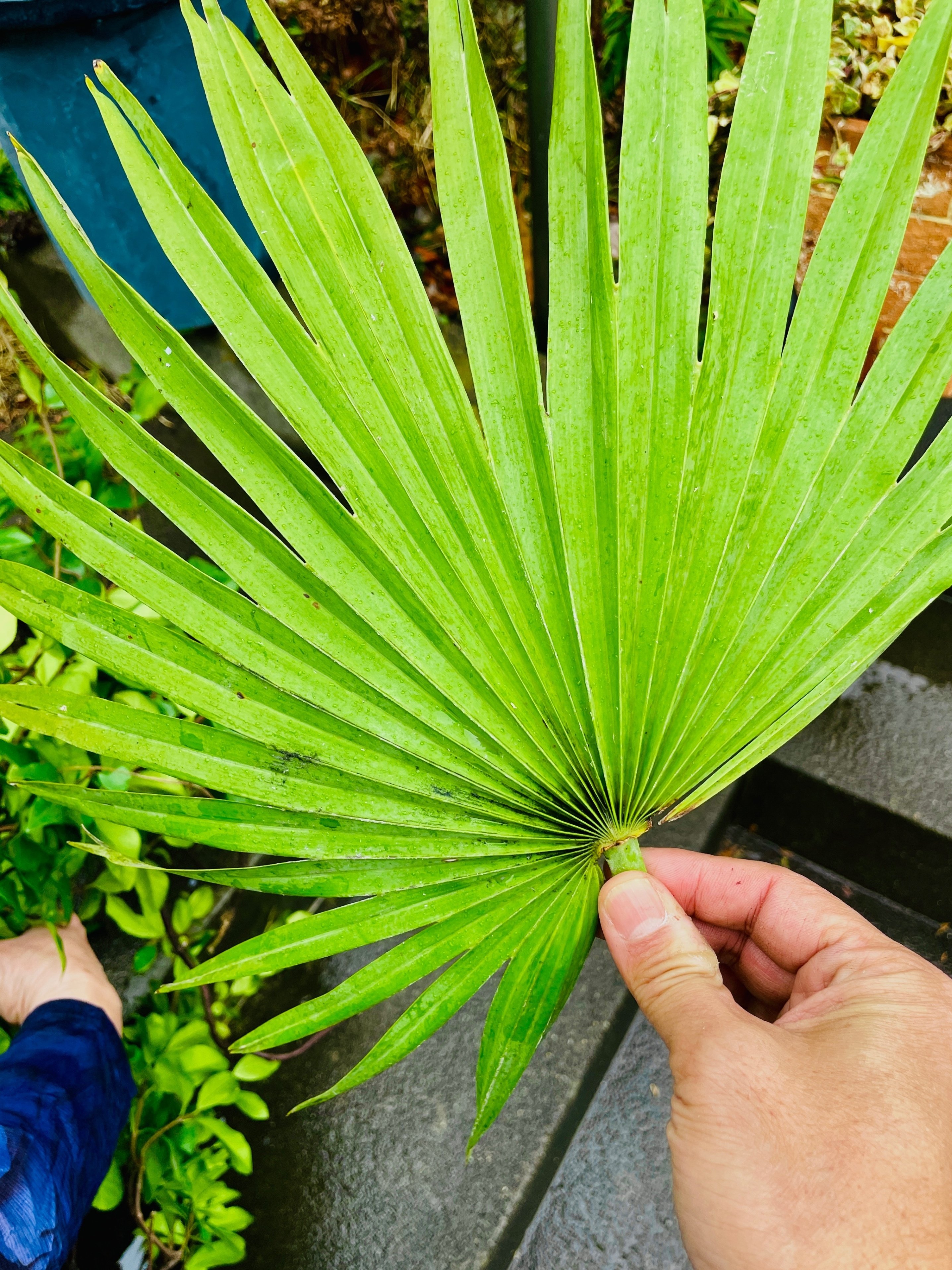 乙庭植物図鑑】20230215 チャメロプス フミリス (Chamaerops humilis