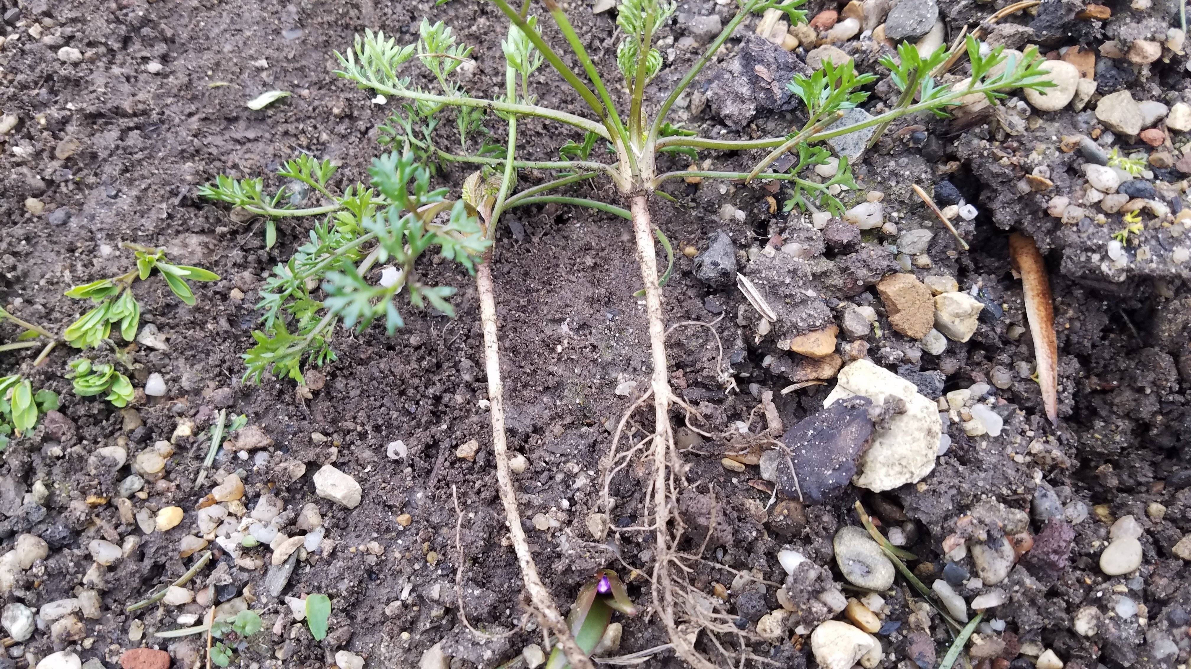 雑草と鬼～早春編～｜Pflanzenjäger