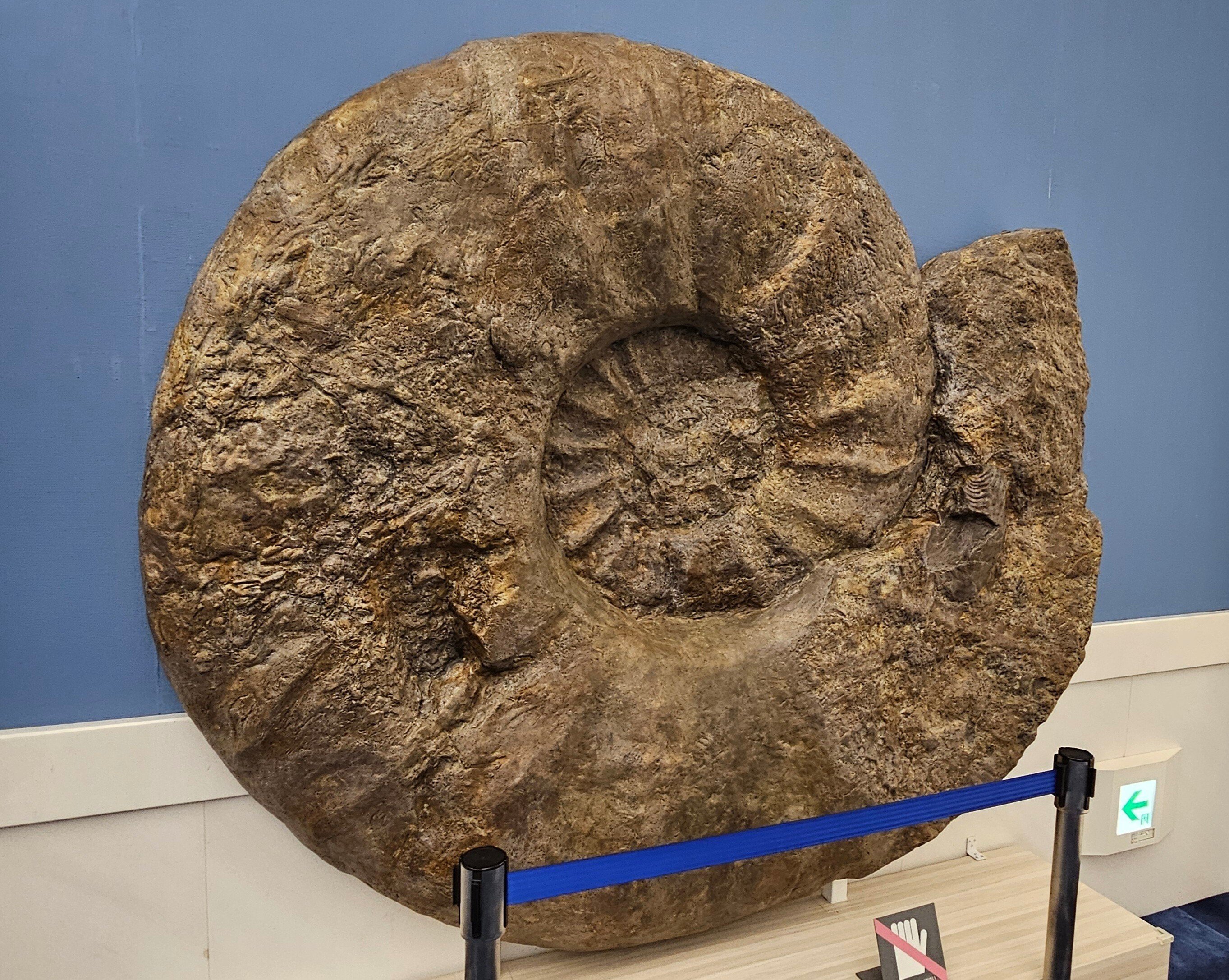 The Lost Universe 古代の巨大頭足類③巨大アンモナイト｜美原さつき