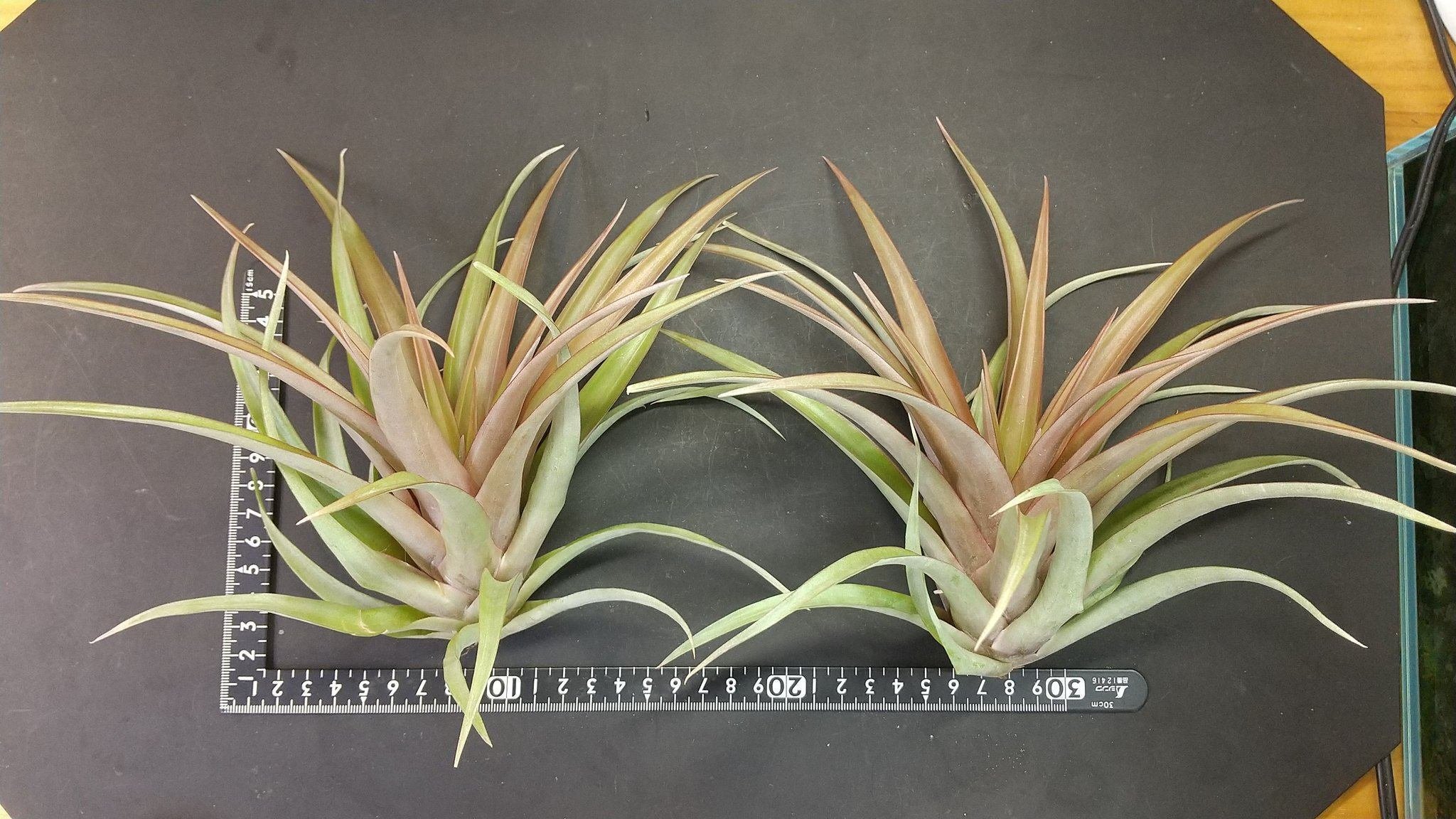 チランジア入荷リスト6/4｜NatureGarden🌿神田