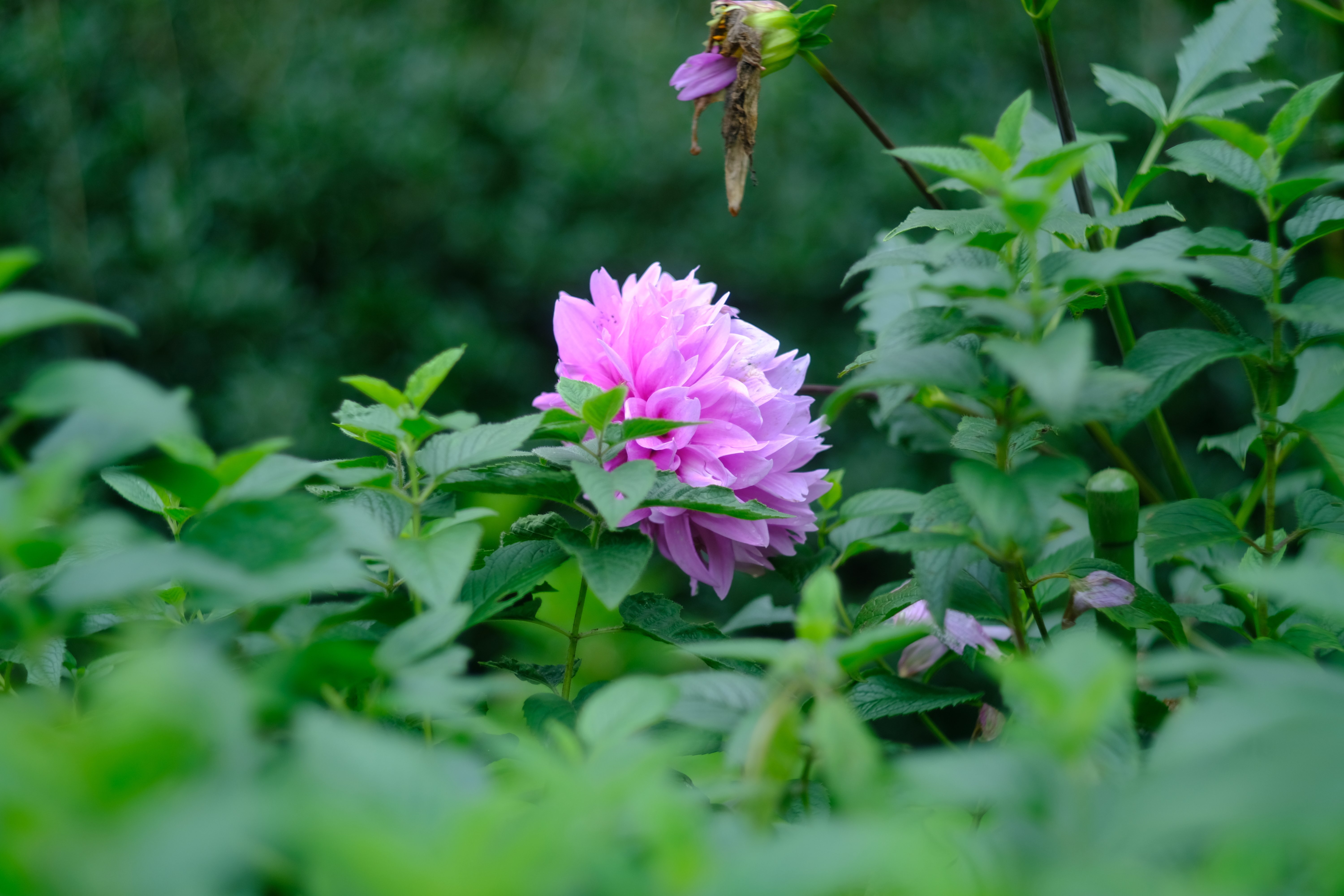 オールドレンズ作例：Canon 50mm F1.8 L39｜あき＠写真好きYouTuber