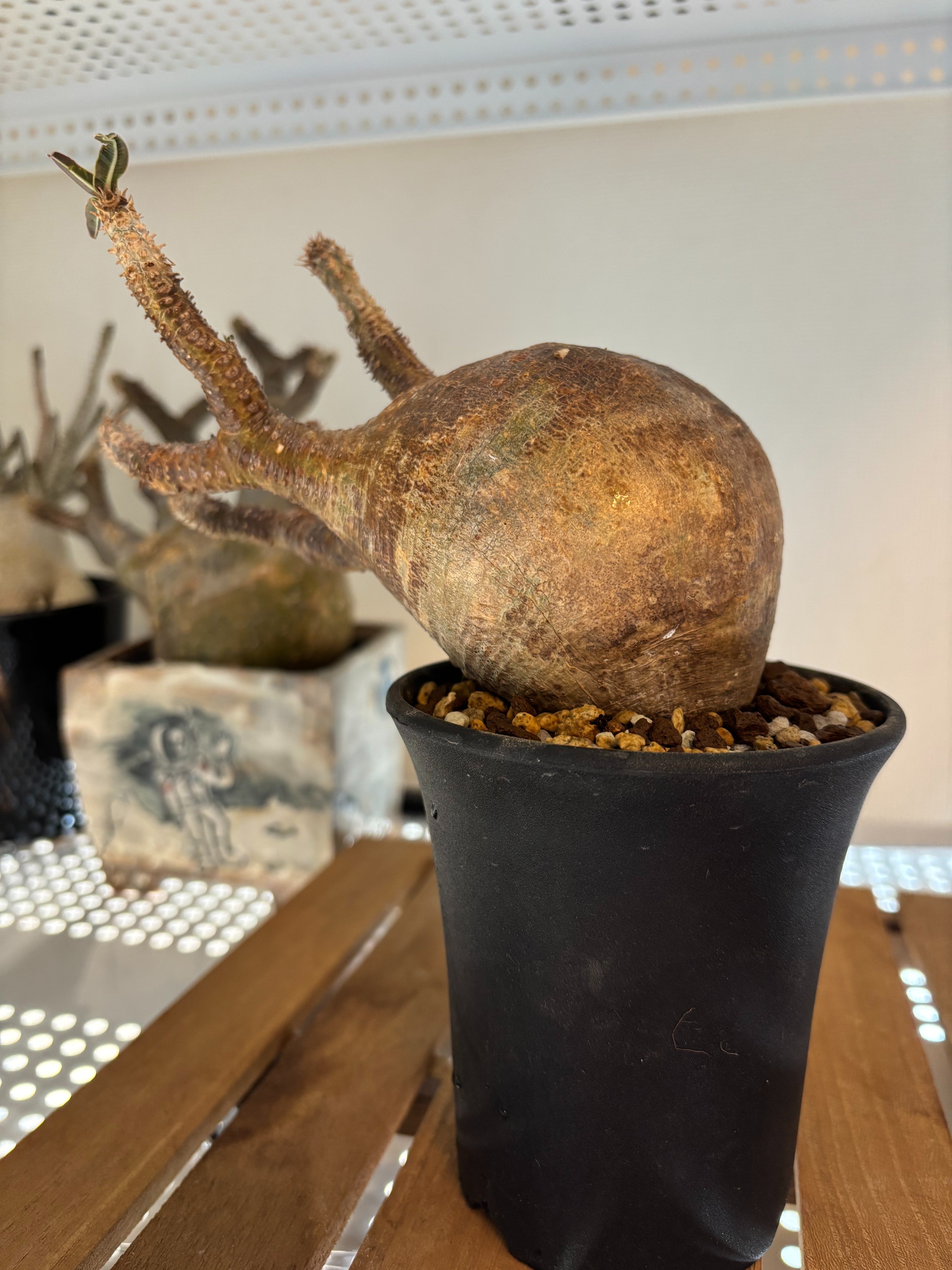 発根管理成功（グラキリス編）｜園芸バタフライ