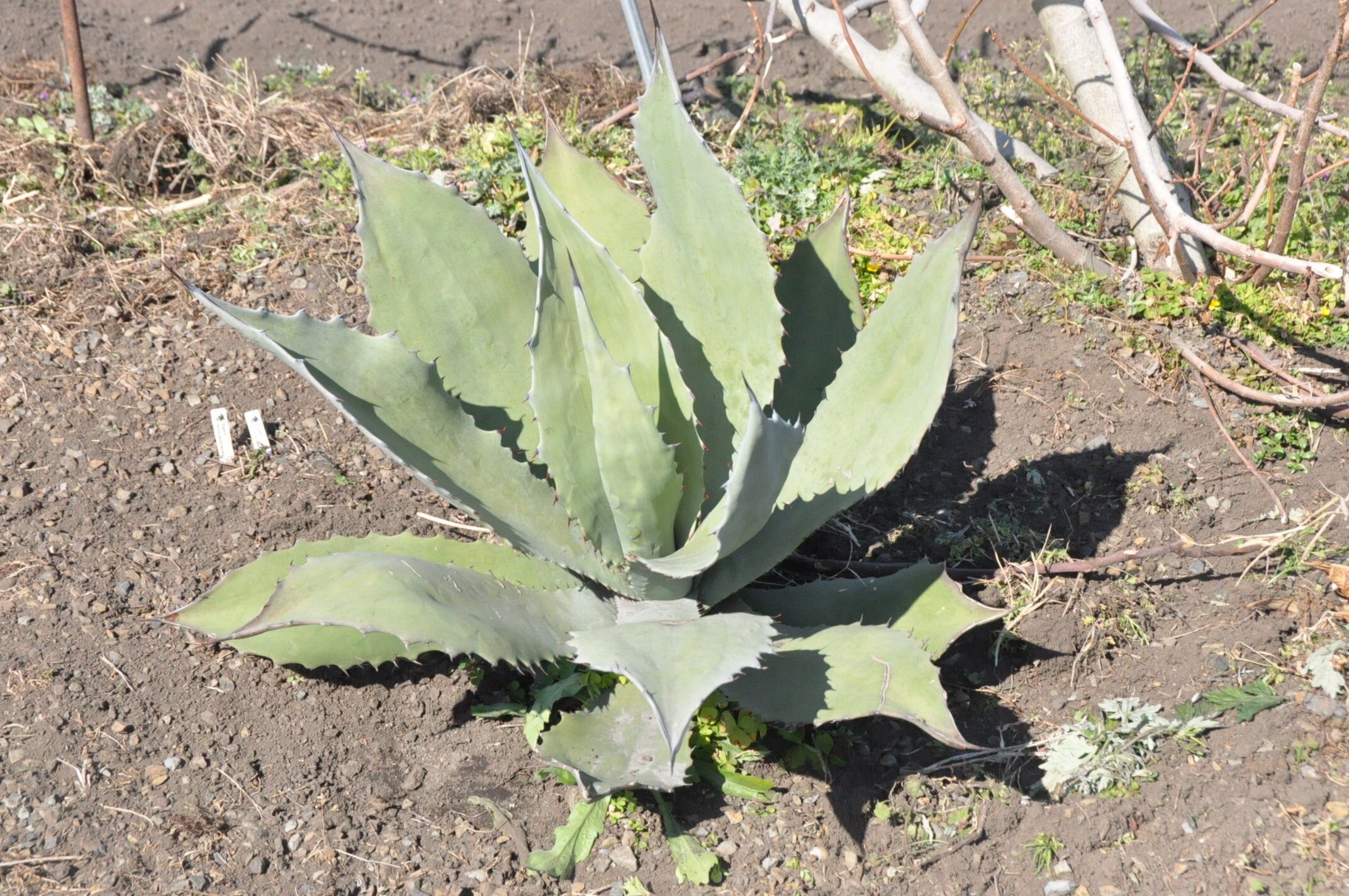 アガベ 詳細案内 5（シュリベイマグナ）｜KKGREEN