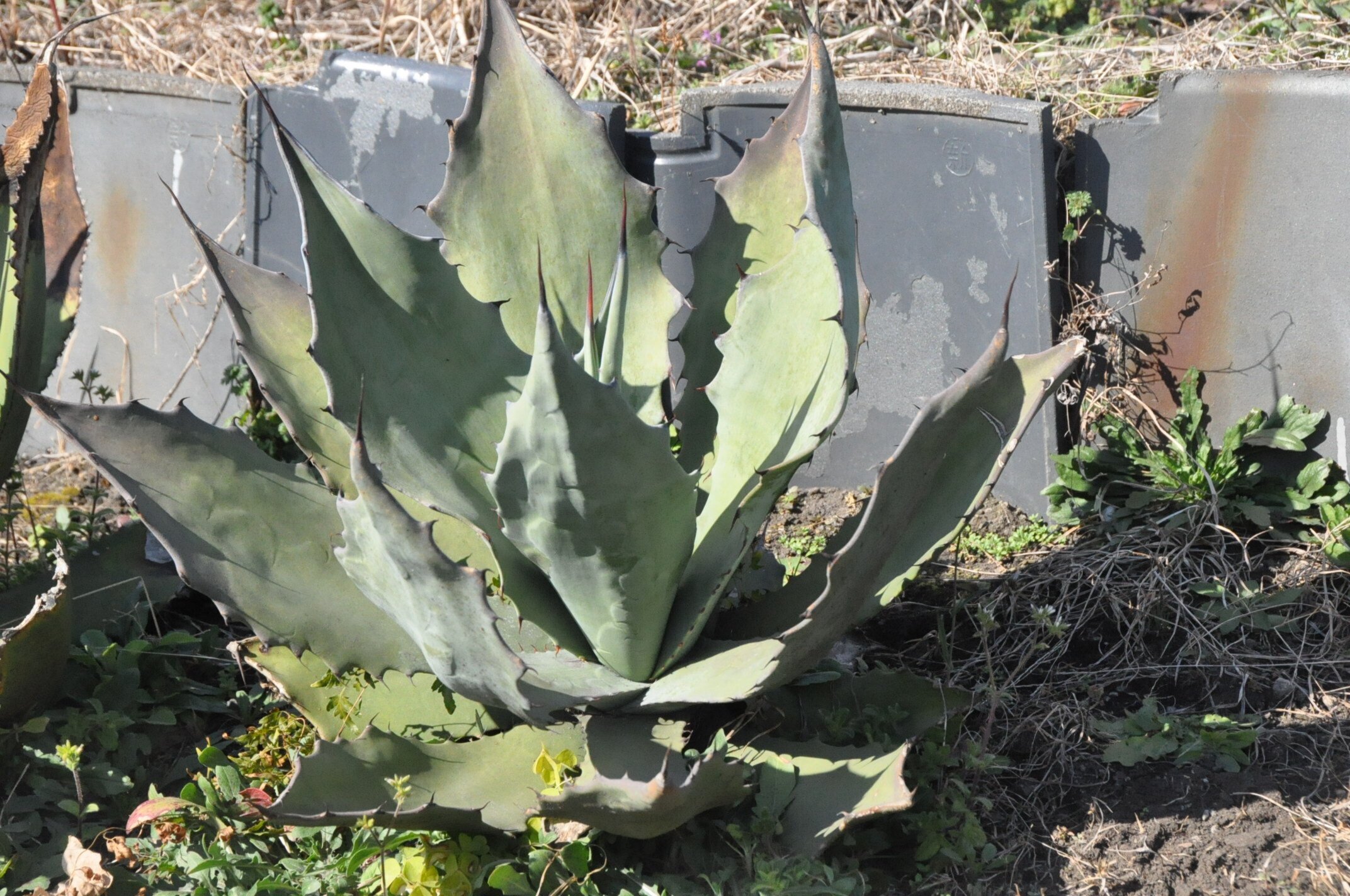 アガベ 詳細案内 5（シュリベイマグナ）｜KKGREEN