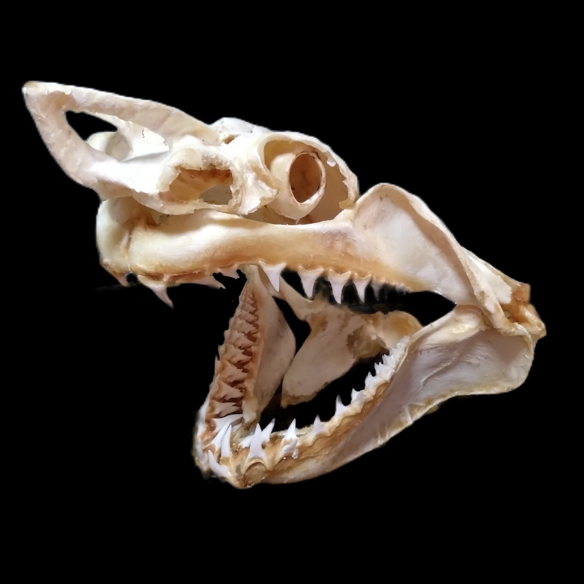 標本解説②｜とある海洋学部生