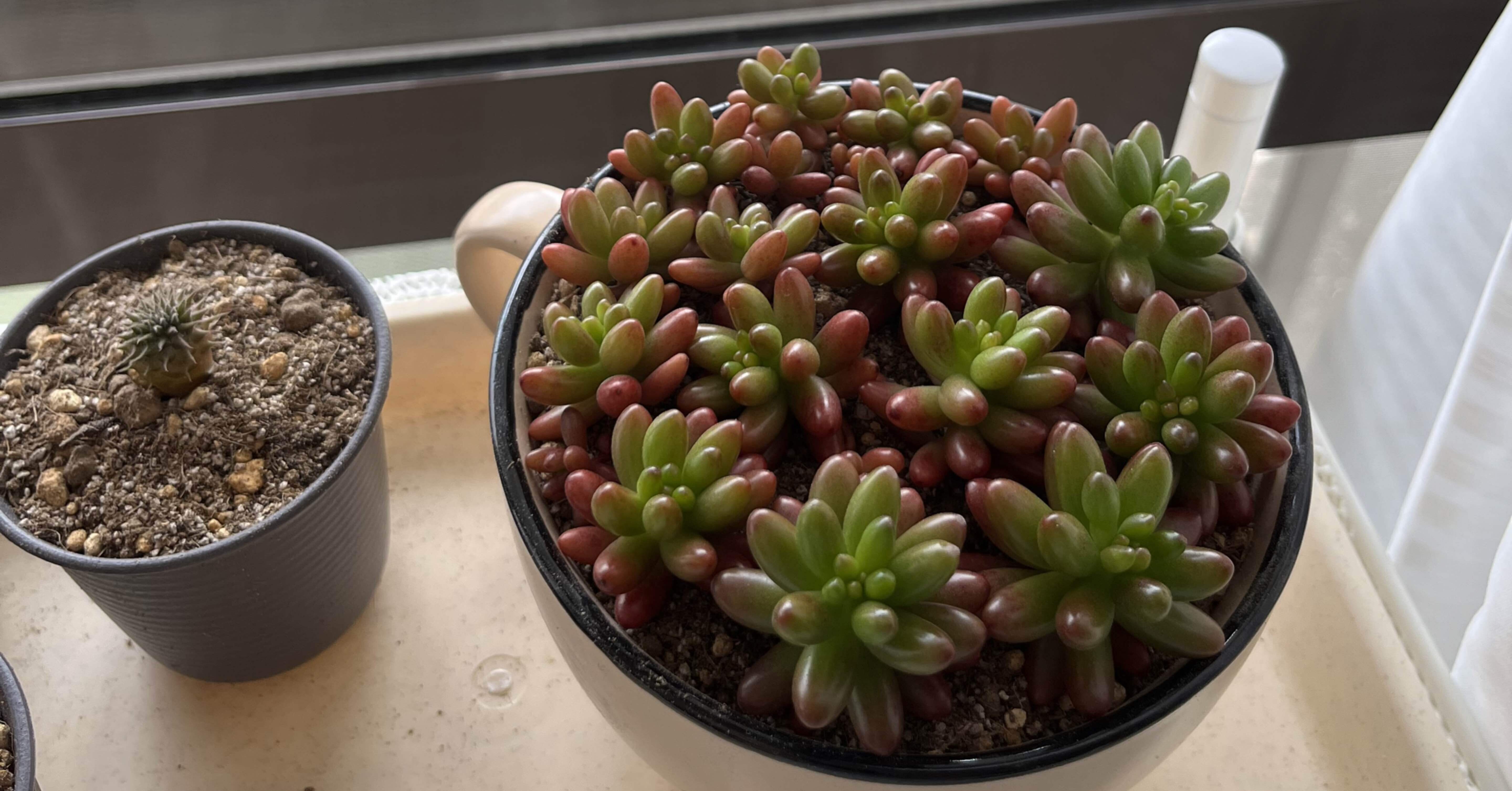 虹の玉、葉挿し｜asumin〜龍を探して〜