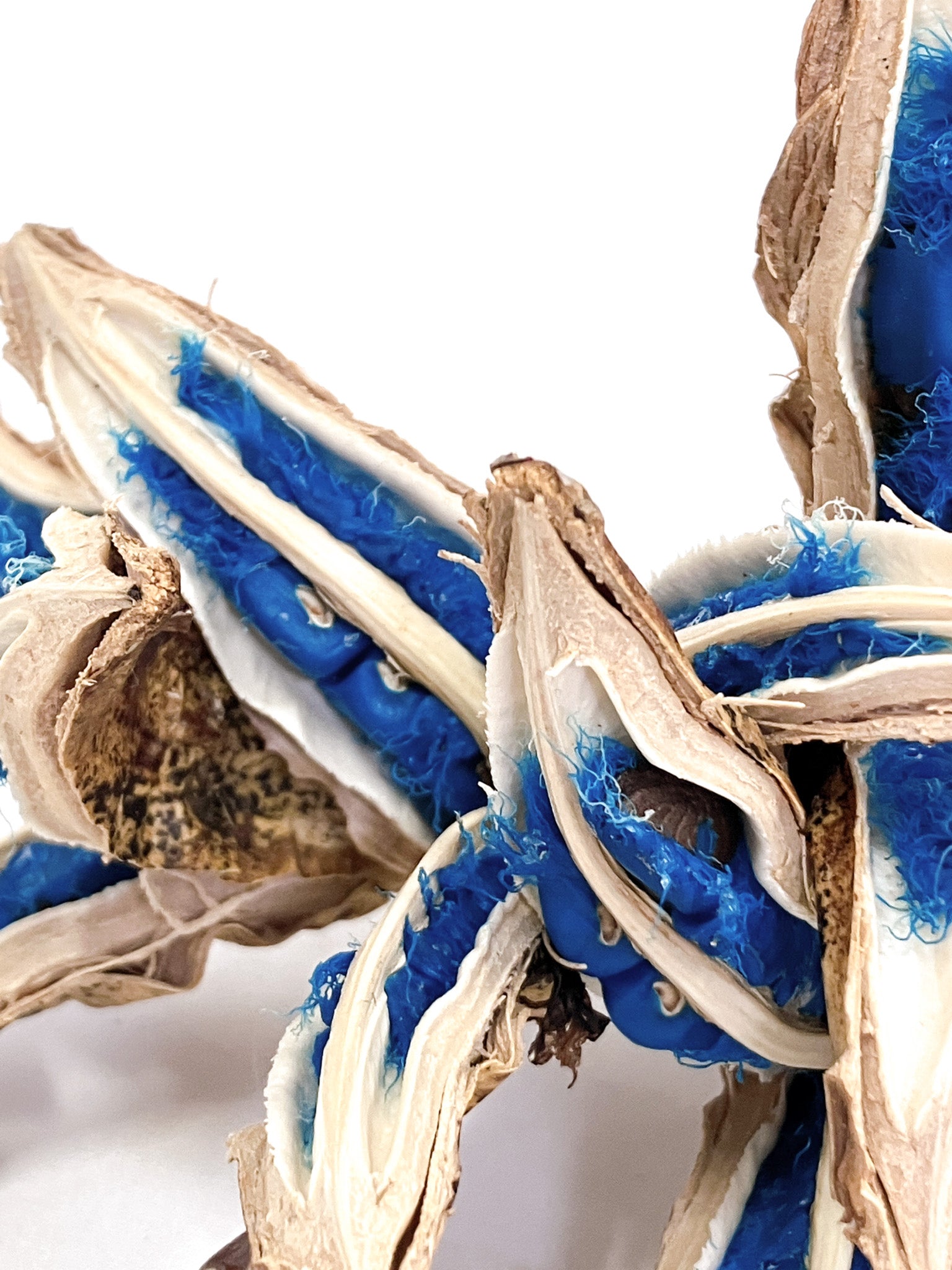 タビビトノキの種 – アぺロ・ヒュ―レ