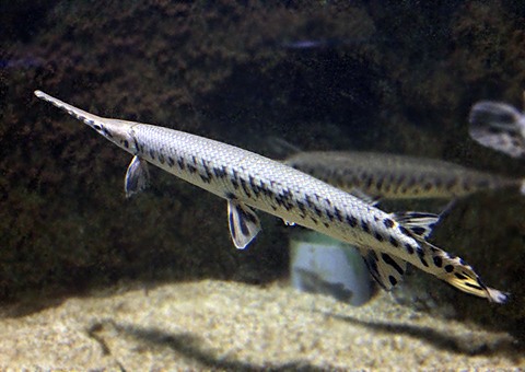 魚類図鑑・ロングノーズガー