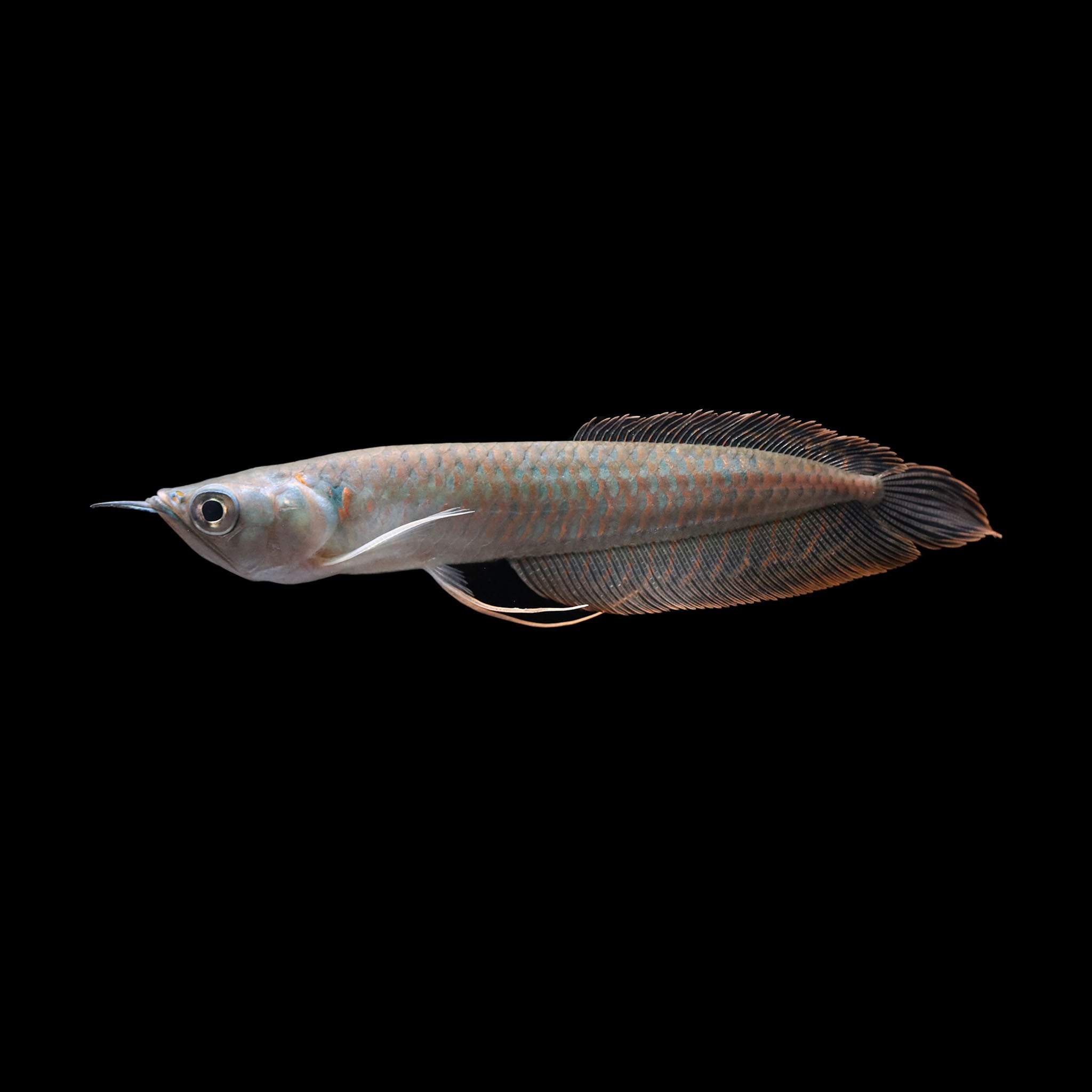 Silver Arowana (Osteoglossum bicirrhosum) – AQUARIUM ARTS