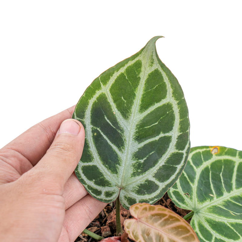 Anthurium KOS/HU (King of spades) x Red crystallinum – Aroid Market