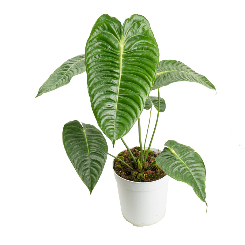 Anthurium king veitchii - Extra mature size – Aroid Market