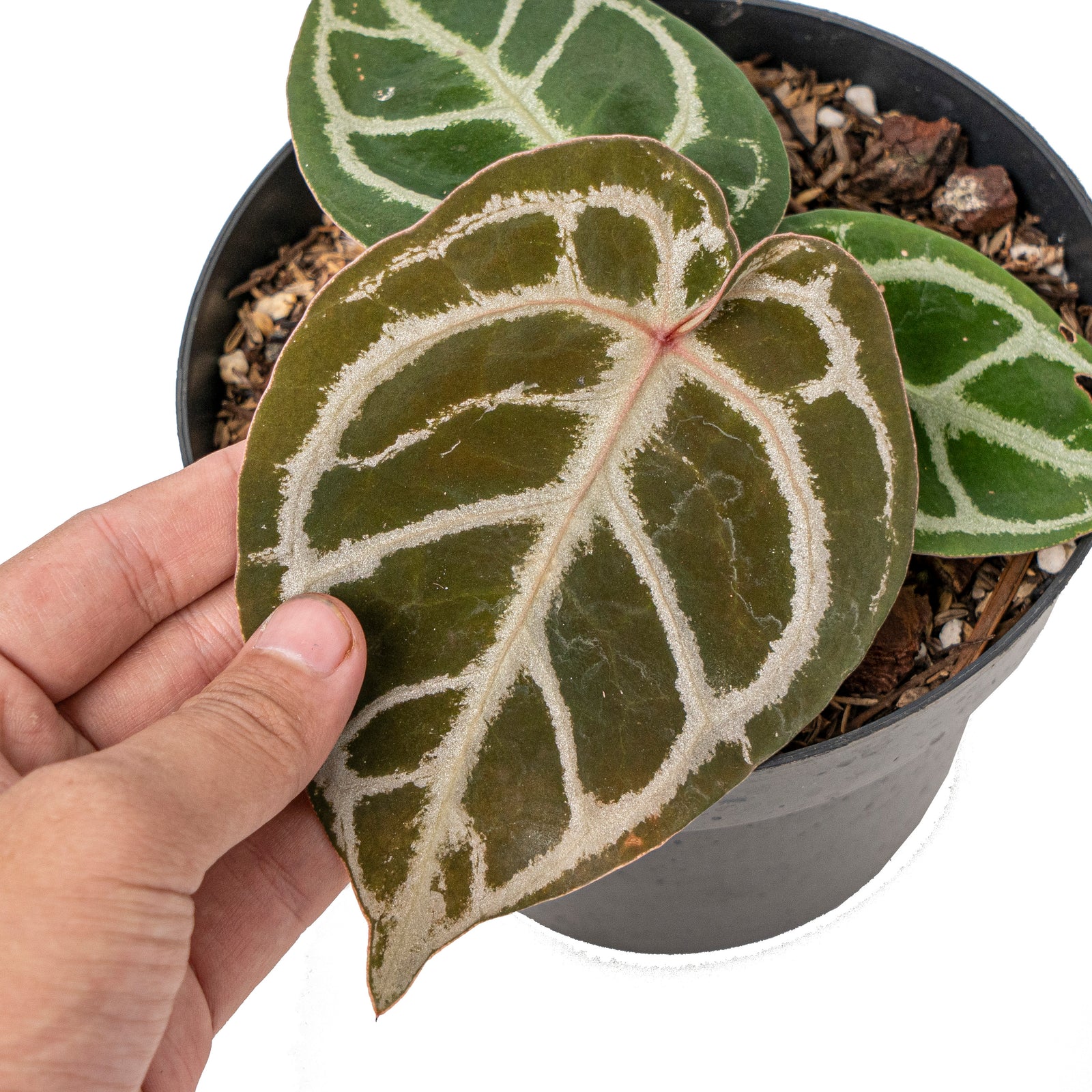 Anthurium red crystallinum NSE X dorayaki – Aroid Market