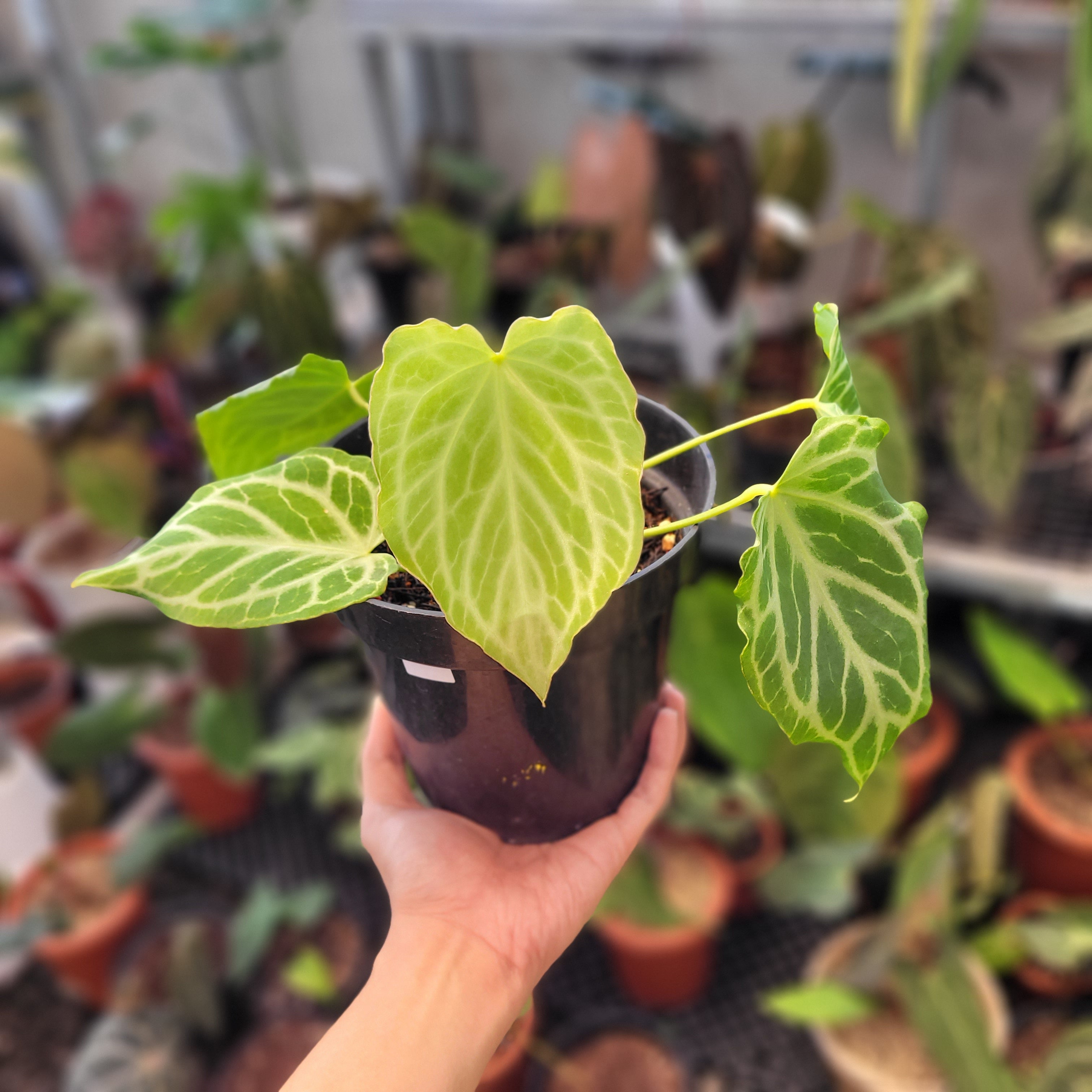 Anthurium Silver Tiger — Aroidasia