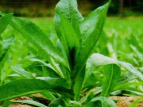 ナガセ ビューティケァ 健康食品 化粧品 通信販売 アルカンジュ / エコ