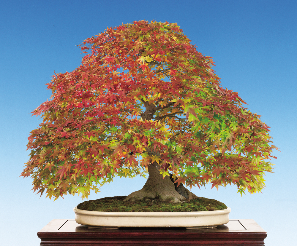 山もみじ（石付）│盆栽、盆栽書籍、盆栽鉢の通販│近代出版