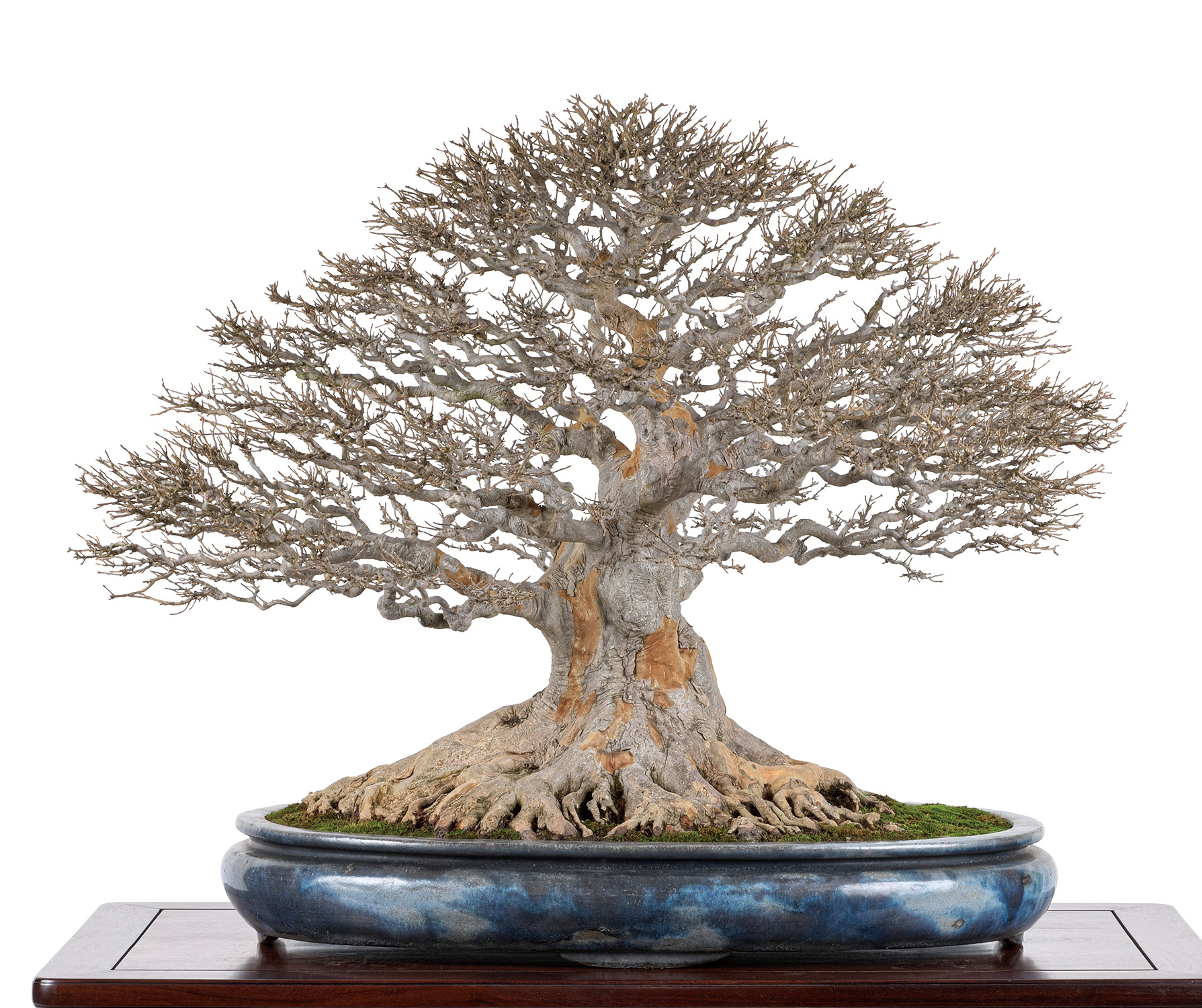 楓│盆栽、盆栽書籍、盆栽鉢の通販│近代出版