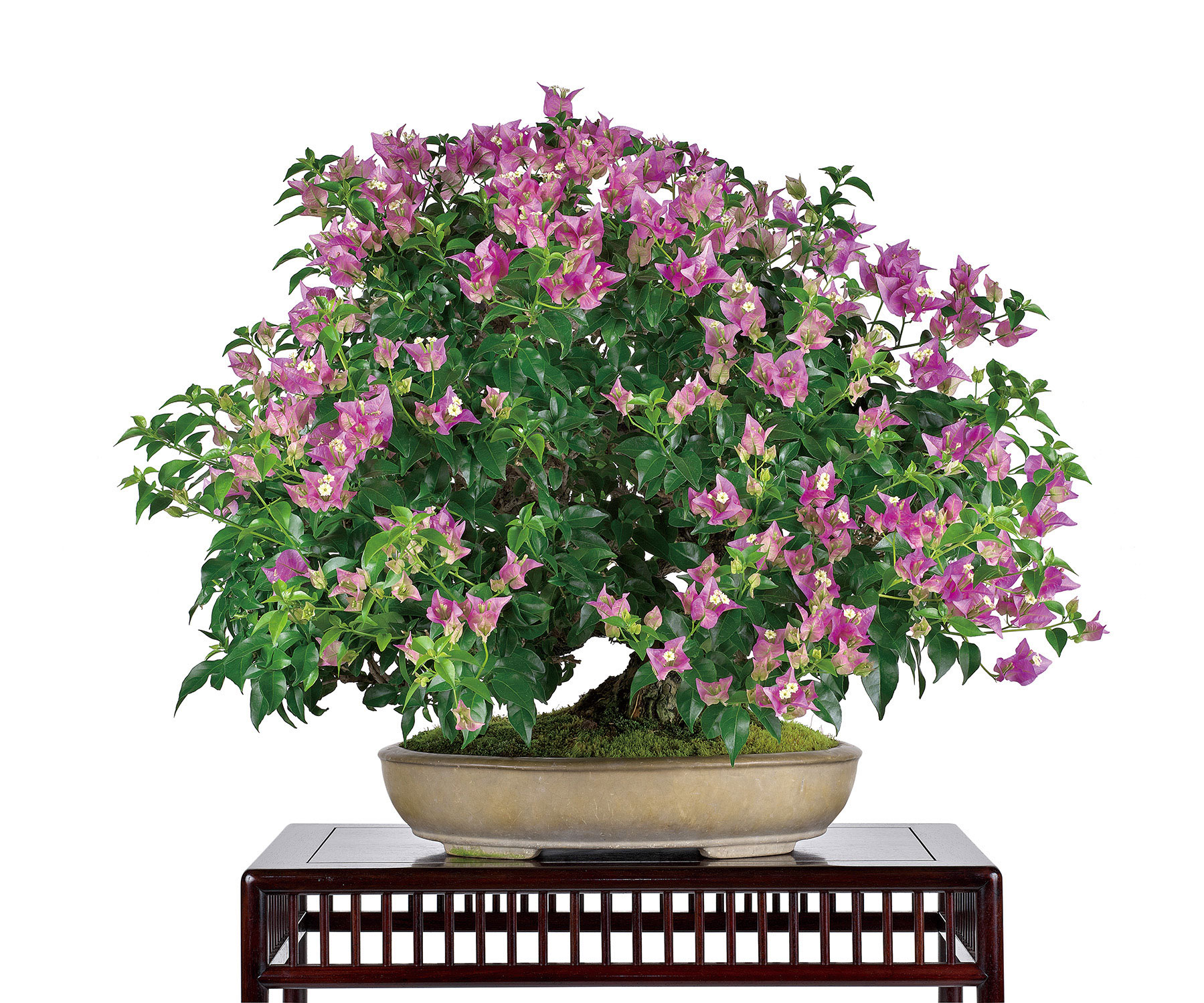 ブーゲンビリア│盆栽、盆栽書籍、盆栽鉢の通販│近代出版