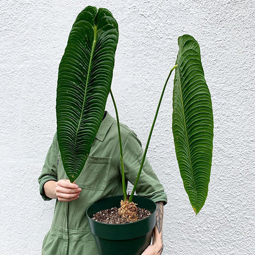 Anthurium veitchii – ARIUM BOTANICALS