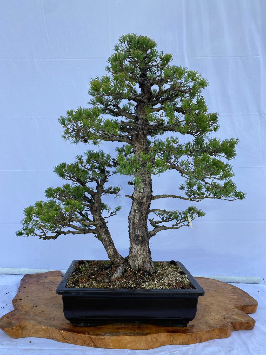 A033_1024x.jpg?v=1650441834