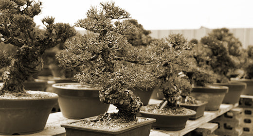 赤石五葉松 / 松盆栽の高級ブランド 愛媛から世界へ