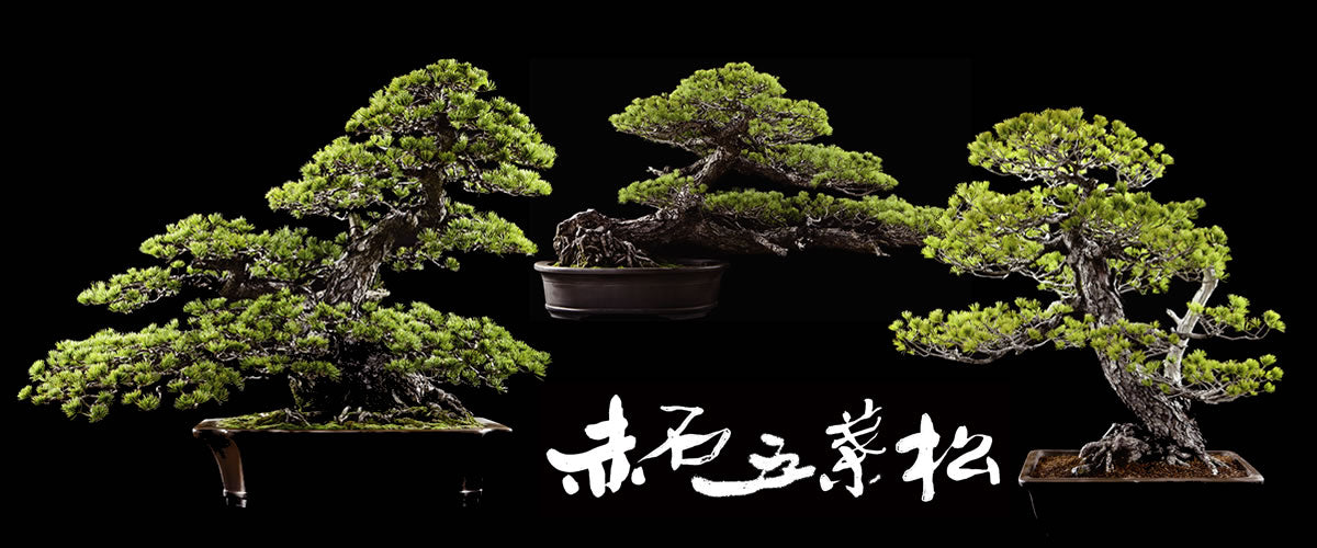 赤石五葉松 / 松盆栽の高級ブランド 愛媛から世界へ