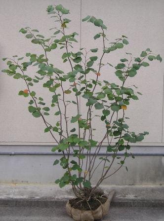 マルバノキ｜エクステリア・造園・ガーデンデザインなら松本市のアート