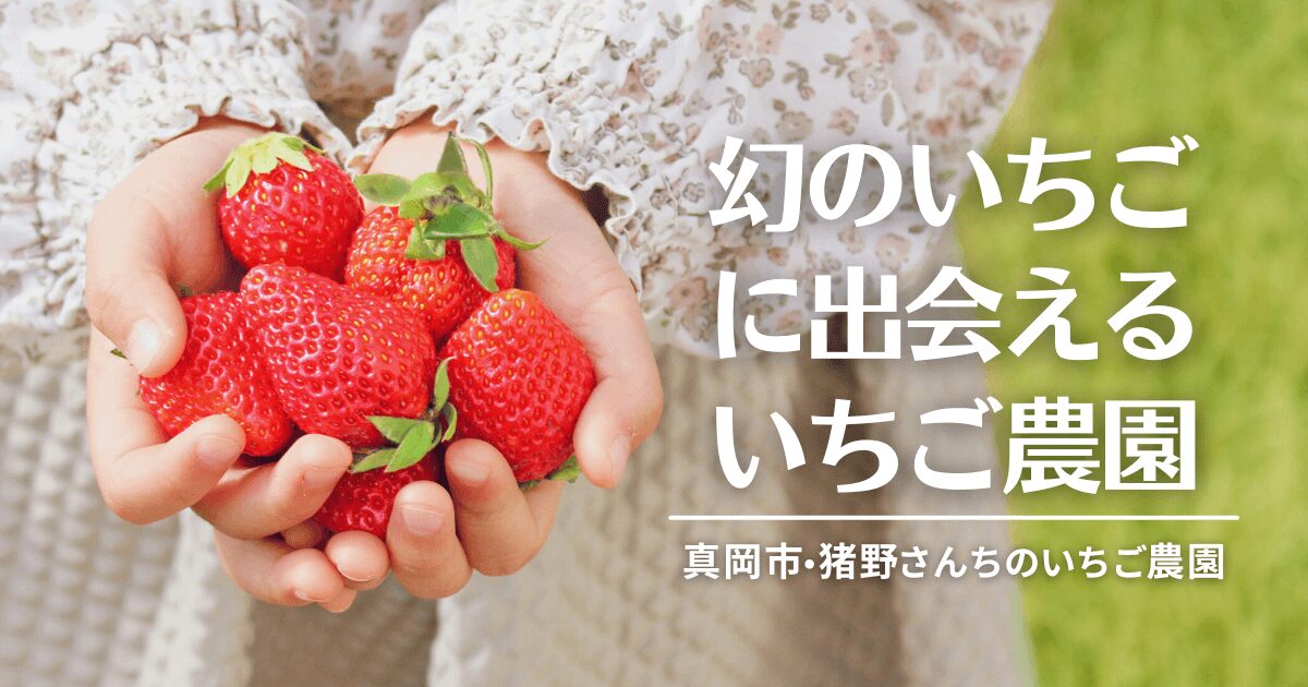 希少品種のとちひめが味わえる！栃木県真岡市「猪野さんちのいちご農園」