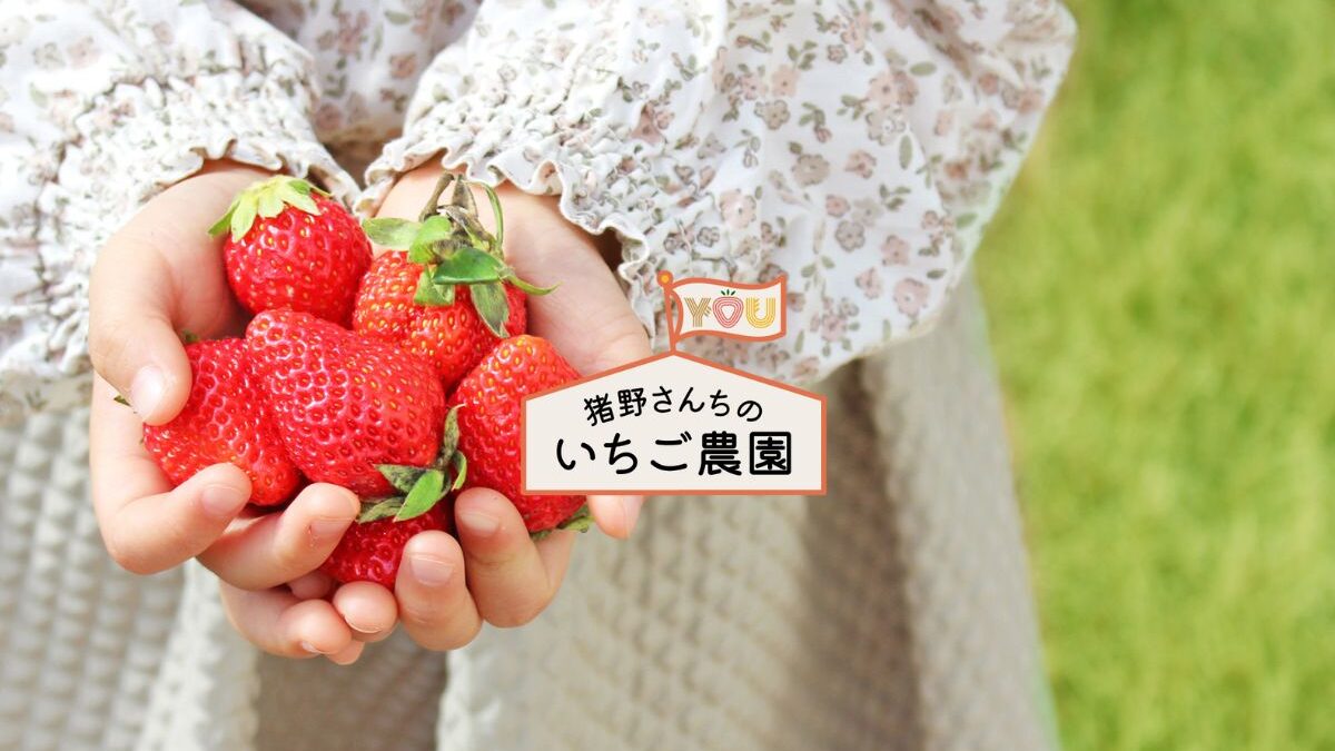 希少品種のとちひめが味わえる！栃木県真岡市「猪野さんちのいちご農園」