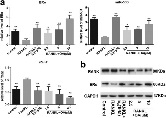 Oleanolic acid inhibits RANKL-induced osteoclastogenesis via ER