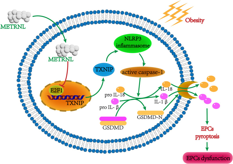 METRNL exerts cytoprotective effects on EPCs via regulation of the