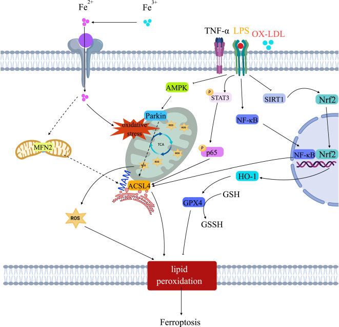 Mitochondrial dynamics and metabolism in macrophages for