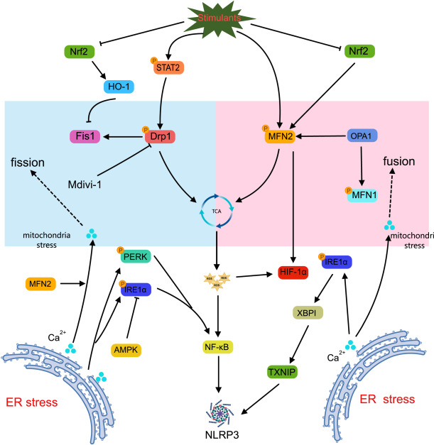 Mitochondrial dynamics and metabolism in macrophages for