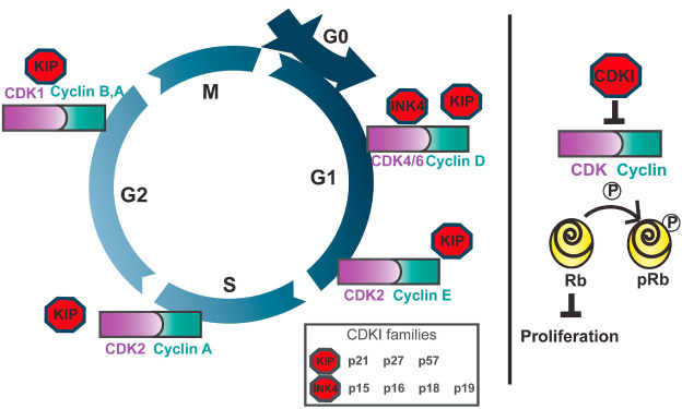 From cyclins to CDKIs: Cell cycle regulation of skeletal muscle