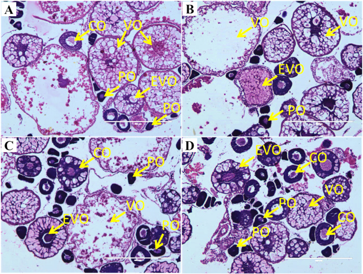 Pyriproxyfen induced impairment of reproductive endocrine
