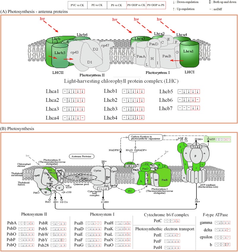 Effects of microplastics and combined pollution of polystyrene and
