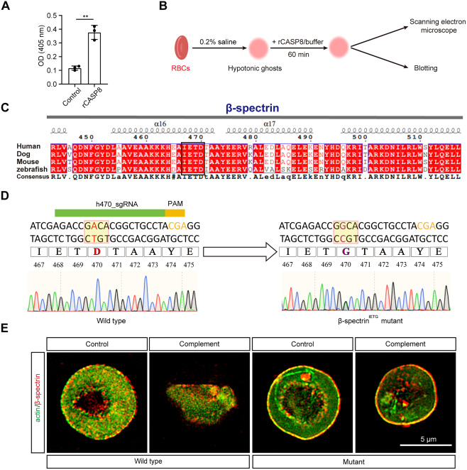 Red blood cells undergo lytic programmed cell death involving