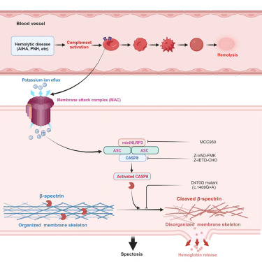 Red blood cells undergo lytic programmed cell death involving