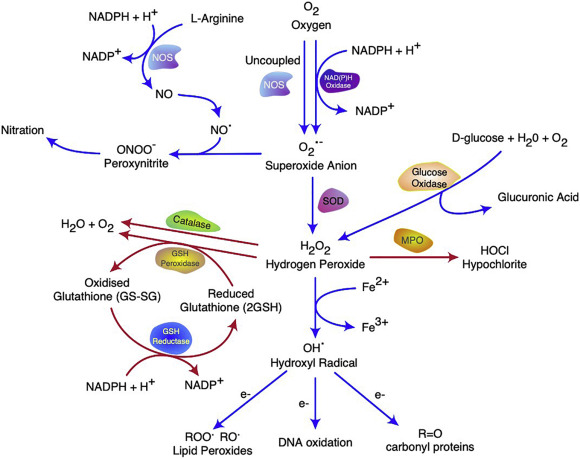 Regulation of the phosphoprotein phosphatase 2A system and its