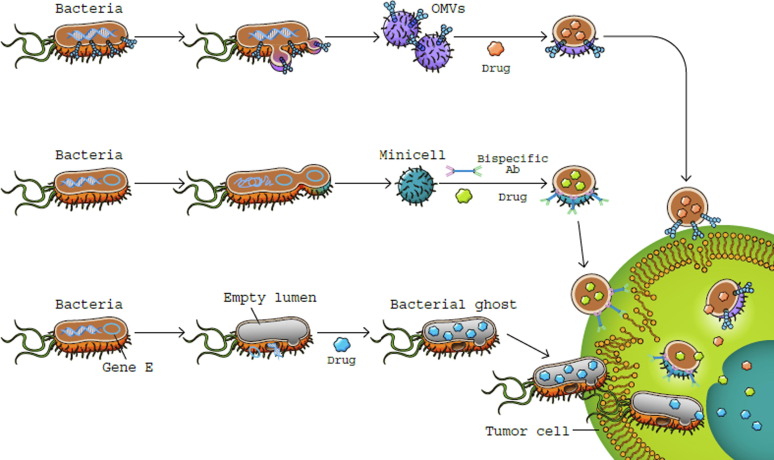 Bacterial Spore - an overview | ScienceDirect Topics