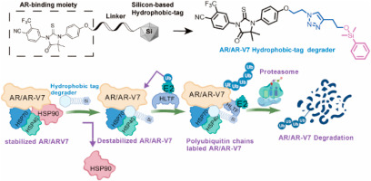 Structural optimization of AR and AR-V7 degraders incorporating