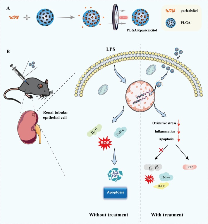Paricalcitol-loaded PLGA nanodrug for the amelioration of sepsis