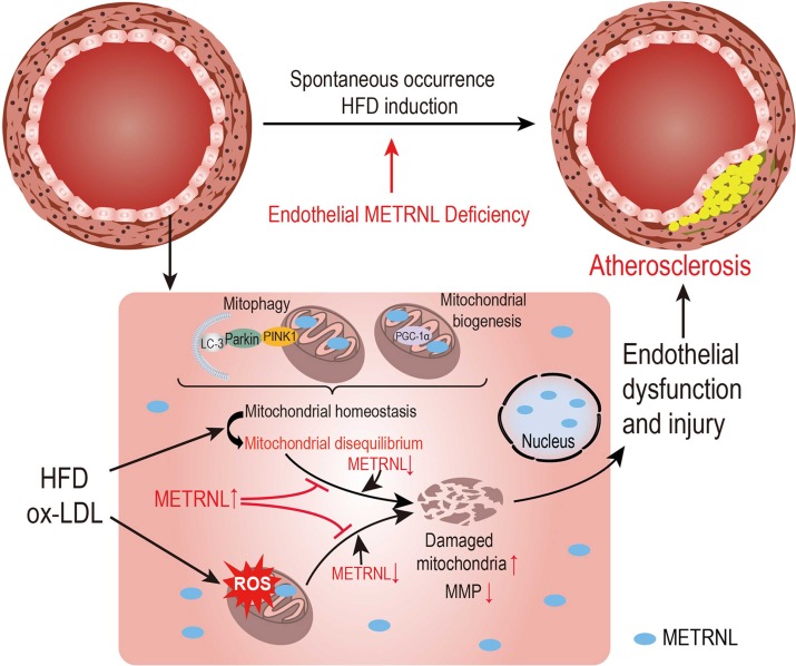 Endothelial versus global METRNL reveals importance of endothelial