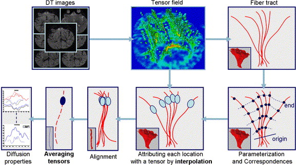 Fiber tract-oriented statistics for quantitative diffusion tensor