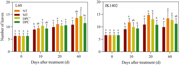 Chemical topping with 1,1-dimethylpiperidinium chloride increases