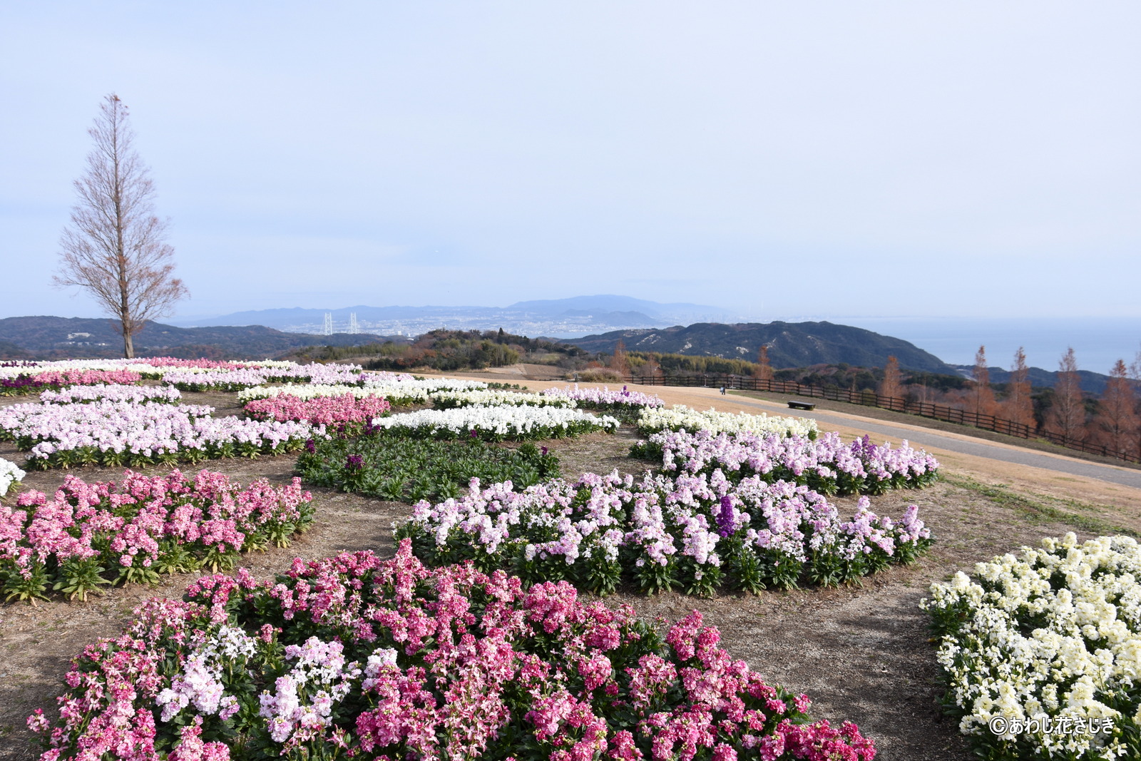 共生の花園で早咲菜の花が見ごろを迎えている花畑もあります（12/20