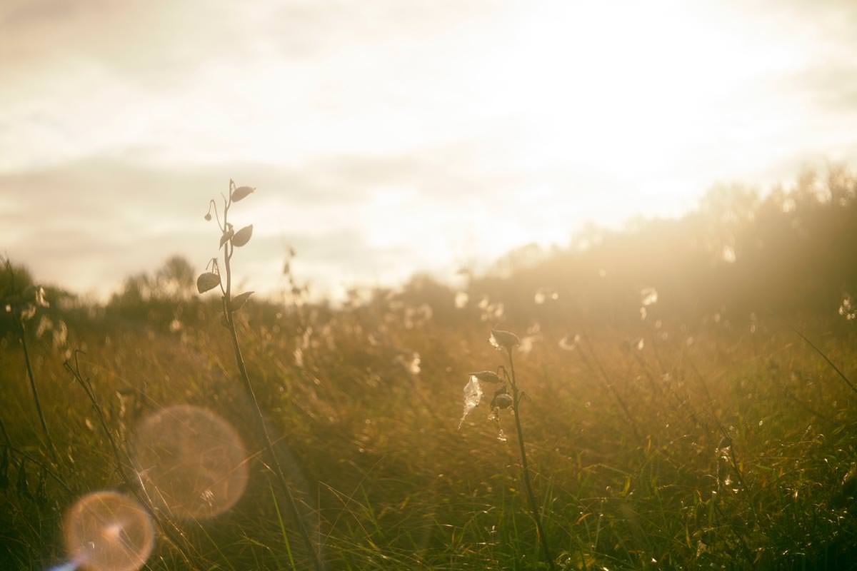 Summar 50mm f2.0 | ライカカタログ | アトリエライカ
