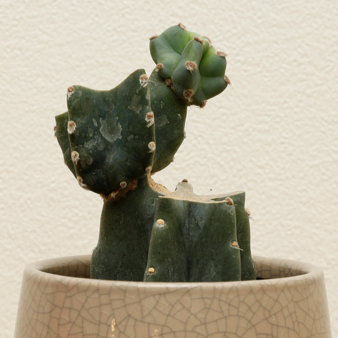 柱サボテン 鬼面角ブランチ | 観葉植物 – AT.1011