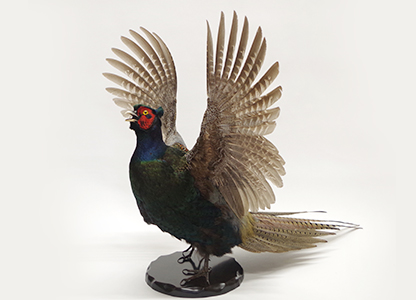 キジ（バンザイ型） | 大型 | 鳥類 | 剥製の製作・直売・レンタル