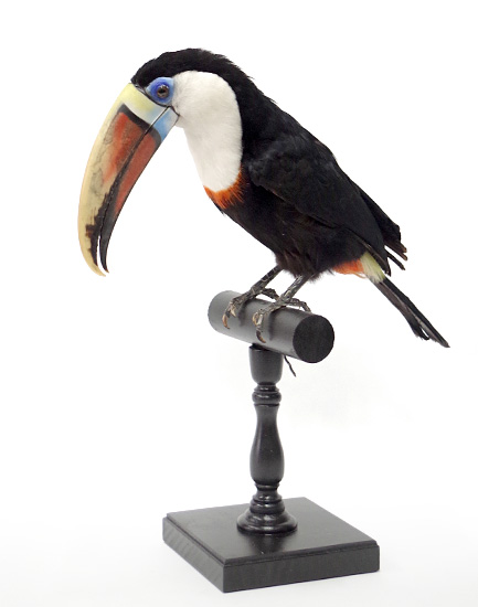 大型 | 鳥類 | 剥製の製作・直売・レンタル・修理なら剥製専門店